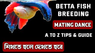 How to breed betta fish  betta fish breeding procedure  siamese fighting fishes breeding [upl. by Nepets782]