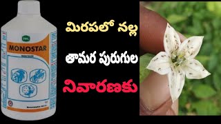 మిరపలో నల్ల తామర పురుగుల నివారణblack thrips control in chilli crop teluguchiili redchilli [upl. by Noitsuj347]