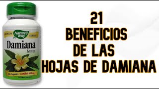 21 Beneficios de las Hojas de Damiana [upl. by Hezekiah]