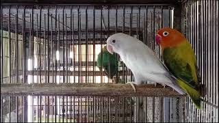 Albino split ino and Green Euving Opaline split ino beautiful lovebirds pair [upl. by Tada]