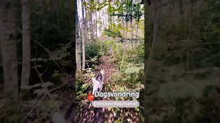 Dagsvandring vid Lövbrickans Naturreservat Örebrolän husky hiking naturereserves [upl. by Halian972]