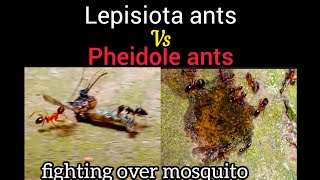 War of Red ants Vs Black ants Who will win to get the mosquito [upl. by Akirdna276]