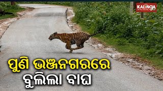 Tiger Causes Panic In Ganjams Bhanjanagar yet again locals terrified  Kalinga TV [upl. by Lenee]