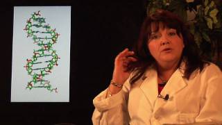 DNA Structure amp Testing  How Does DNA Replication Work [upl. by Netnerb655]