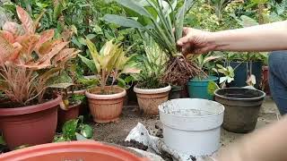 Lipat bahay ni Uno the Variegated Peace Lily [upl. by Debbie]