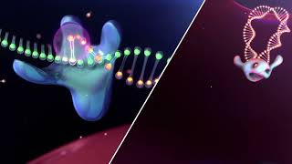 DOVATO® dolutegravirlamivudine Mechanism of Action for HIV [upl. by Gnahc]