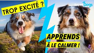 Dépense physique  Surexcitation 🤪  Surstimulation 💥  Fautil dépenser mon chien 🐶 à ce point [upl. by Aivata]