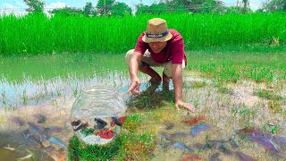 Catching Betta Fish And Wild Betta Fish At The Countryside Unbelievable Catching Episode 16 [upl. by Renata]