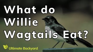 What do Willie Wagtails Eat [upl. by Eenobe102]