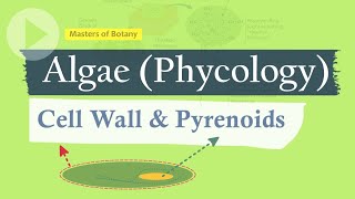 Cell Wall amp Pyrenoids  Algae Phycology [upl. by Aduhey]