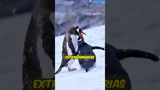 🐧❄️ quot¡Pingüinos Emperadores Supervivientes del Frío 🌨️💪quot [upl. by Yruama653]