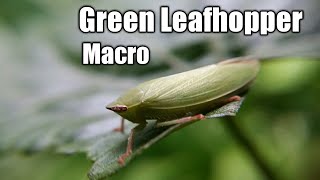 Green Leafhopper Macro Closeup [upl. by Aivull102]