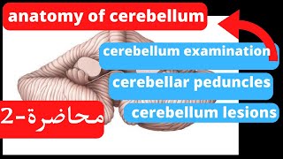 Anatomy of the cerebellum part 2 [upl. by Acireh804]