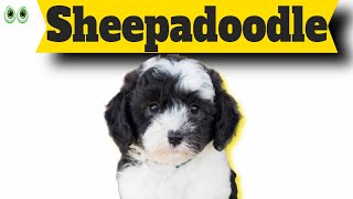 Sheepadoodle – Must Know Information and Facts of This Smart Dog Breed [upl. by Yttik592]