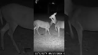 Find your own pears they are getting ￼low deerwatching naturelovers shorts peartree [upl. by Foskett]