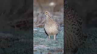 Sharp Tailed Grouse birds wildlife hunting nature viralshort viralvideo viral videoshort [upl. by Arak]