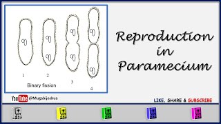 Reproduction In Paramecium [upl. by Oribel380]