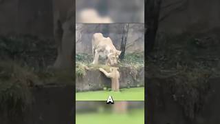 This Lion Nearly Drowned Her Cub 😢 [upl. by Enialb400]