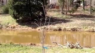 12 amp 3 year old Fuyu Persimmon trees on Easley Island 31316 prt 1 [upl. by Thorstein673]