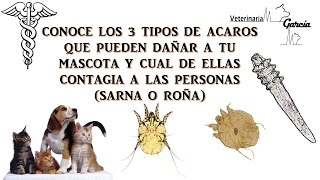 ¿SABIAS QUE EXISTEN 3 TIPOS DE SARNA EN MASCOTAS [upl. by Ferde]