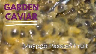 Garden caviar Maypop passion fruit Passiflora Incarnata 💜🤍💚🌱 [upl. by Rihana]