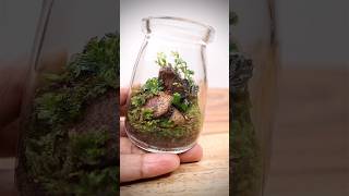 Adding springtails to a mini terrarium [upl. by Athena]