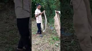 GIDC Jay research python rescue release [upl. by Oht734]