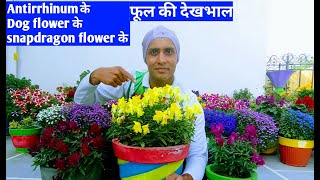 💐how to grow amp care dog flower care of antirrhinum flowercare of snapdragon flower💐 [upl. by Harland]