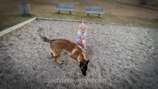 Malinois puppy training [upl. by Otero976]