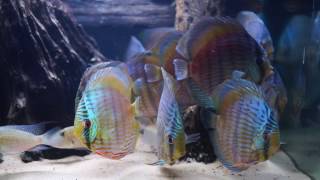 Heckel Blue from Santarem Discus Ltda [upl. by Eudoca]