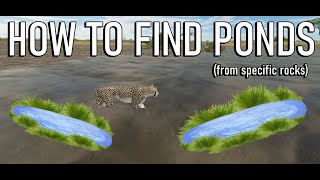 Roblox  Testing A  HOW TO FIND PONDS from SMALL SPLIT ROCKS and the PRIDE ROCK [upl. by Ahsiugal]