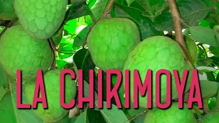 Aprende todo sobre las chirimoyas [upl. by Ally65]