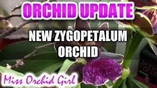 New Zygopetalum Orchid  possible virus infection on old Zygopetalum [upl. by Soracco]