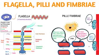 FlagellaPilli andFimbraie [upl. by Richlad614]