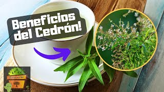 CEDRON  Beneficios  Plantas Medicinales [upl. by Auhsoj]