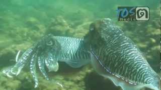 CuttleFish Mating [upl. by Neri]