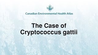 Canadian Environmental Health Atlas Cryptococcus gattii [upl. by Olnay]