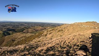 Mustering Hill country ready for shearing [upl. by Edroi]