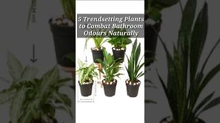 5 Trend setting Plants to Combat Bathroom Odours Naturally ☘️😱 indoorplants shorts [upl. by Drolet]