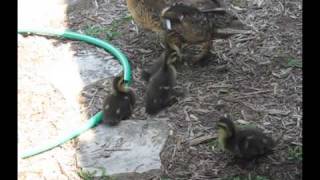 HILARIOUS Ducklings Chasing Green Laser Pointer [upl. by Agueda215]