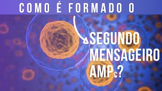 Saiba como é formado o segundo mensageiro AMPc Adenosina 3 5 monofosfato [upl. by Elleoj851]