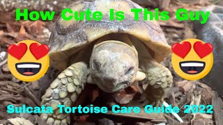 Sulcata Tortoise Care Guide 2022 [upl. by Solon]