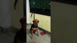 Dance ke liye Nahin khane ke liye start doglover 🤣🤣 [upl. by Nylahs]