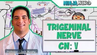 Neurology  Trigeminal Nerve Cranial Nerve V [upl. by Modeste76]