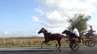 caballos andadores en cuba 2012 [upl. by Heringer]