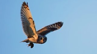 Short eared Owls in flight with Voles [upl. by Gayner]