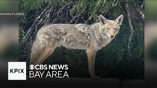 Foster City resident unnerved by encounter with aggressive coyotes [upl. by Adiaj]