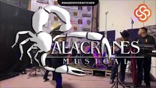 Popurri De Polkas  Alacranes Musical Live 2020 [upl. by Trebleht142]