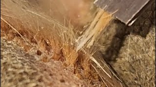 Satisfying Ingrown Paw Hair [upl. by Ilat]