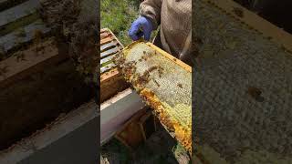 Italian Honey Bees The Gentle Giants of the Hive [upl. by Laval990]